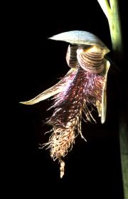 campestris
